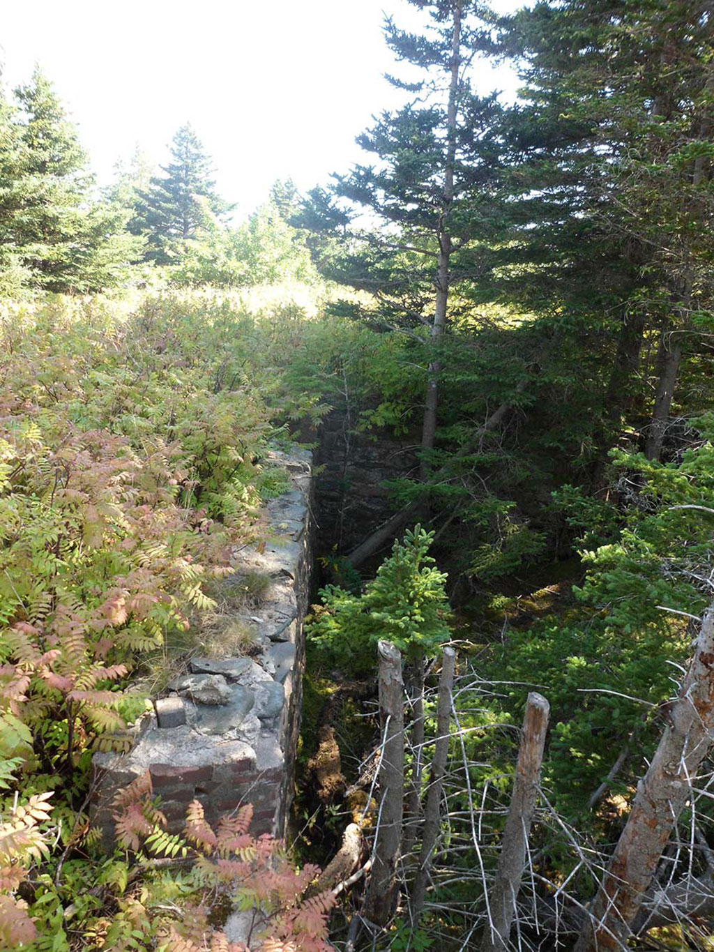 Stone wall in the forest, surrounded by ferns and trees.