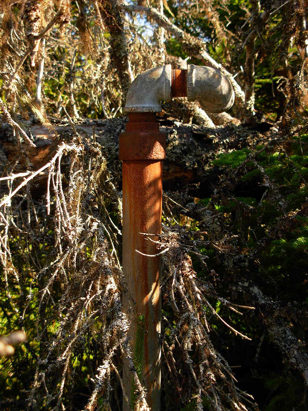A rusted pipe comes out of the ground and is covered in fallen branches.