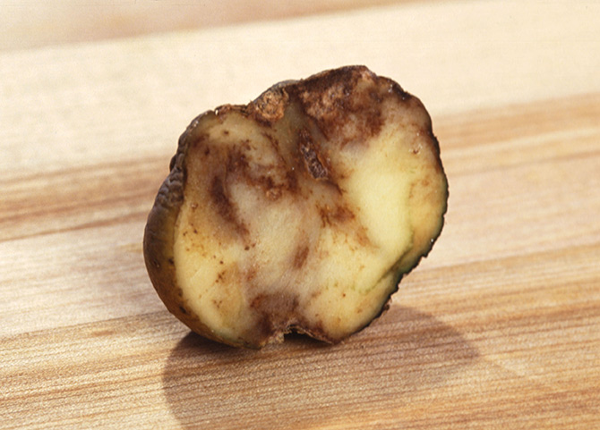 Close-up of a sliced potato showing dark brown and black patches of rot.